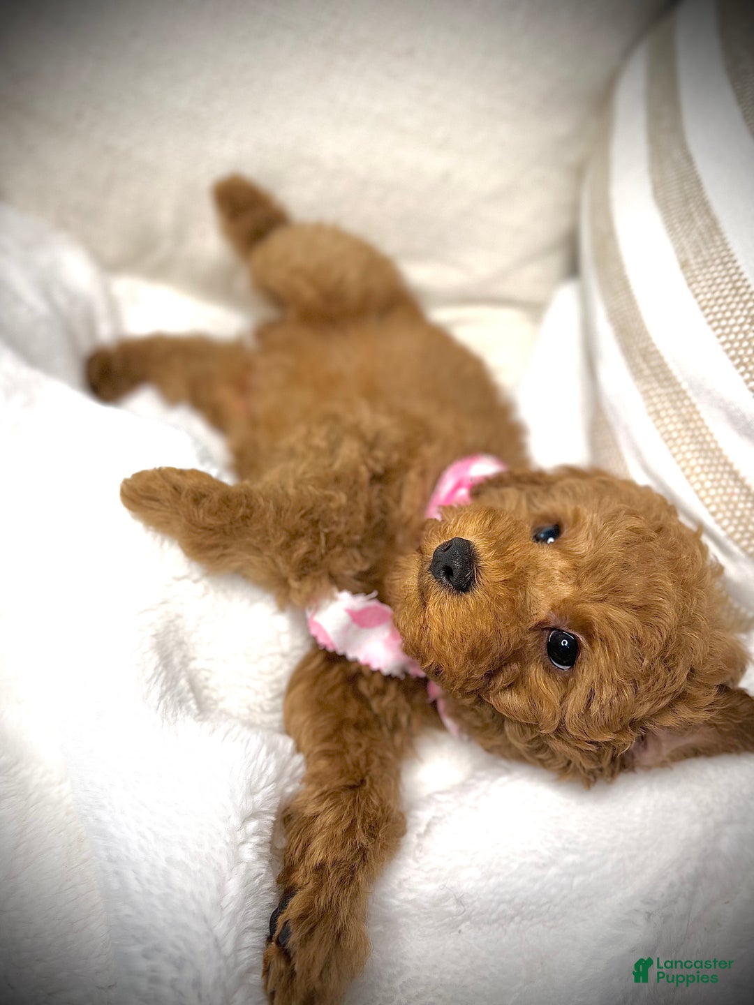 Toy Poodle dogs for sale: Toy Poodle Puppy 2 - Ad 13