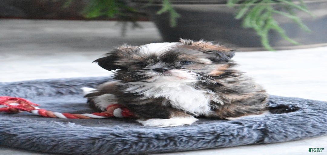 Gallery Image {{count}}