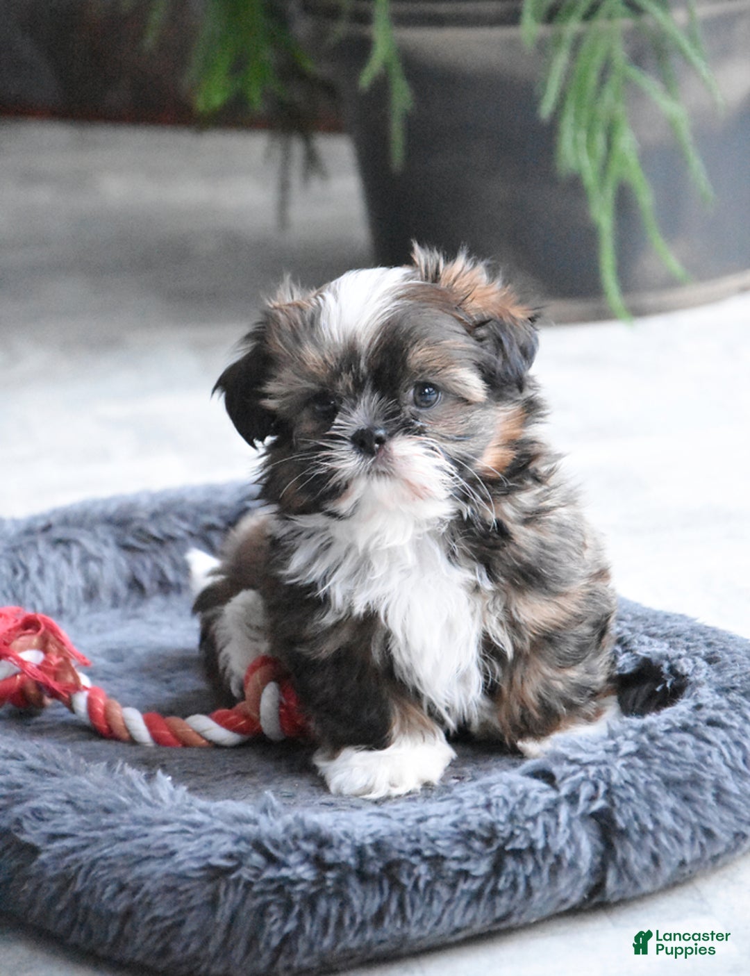 Gallery Image {{count}}