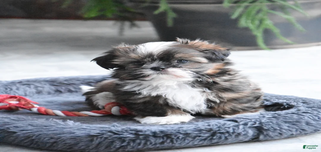 Gallery Image {{count}}