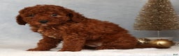 Miniature Poodle dogs for sale: Sandy - Ad 3