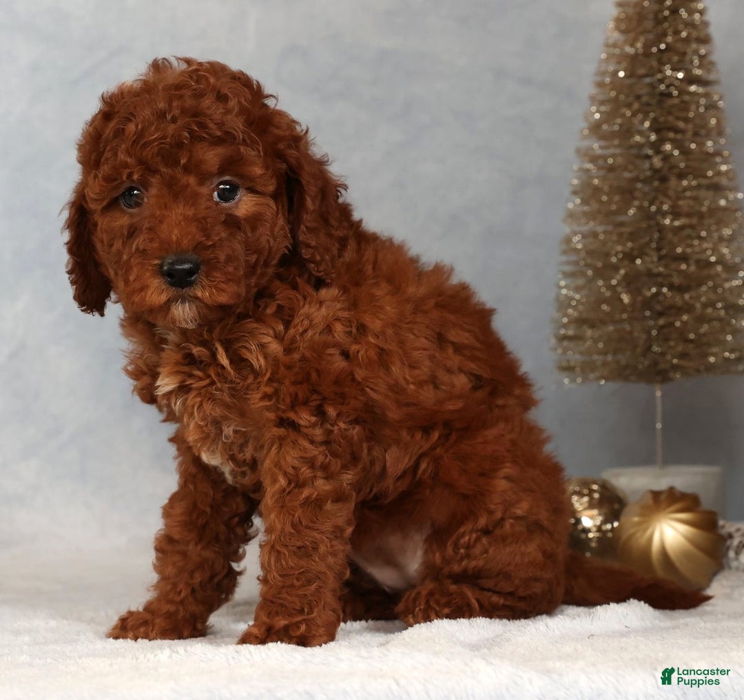 Miniature Poodle dogs for sale: Sandy - Ad 3