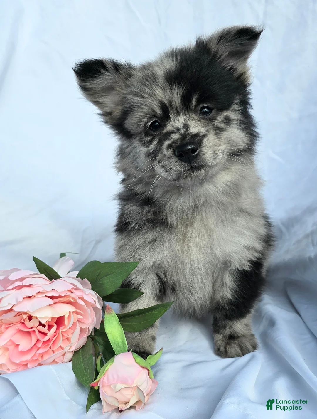 Pomapoo dogs for sale: Pomapoo Puppy 2 - Ad 1