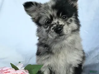 Pomapoo dogs for sale: Pomapoo Puppy 2 - Ad 2