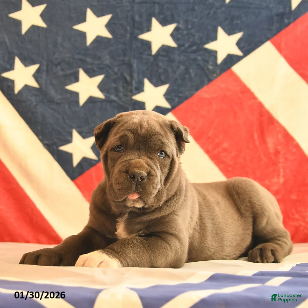 Cane Corso dogs for sale: Ivy  - Ad 5