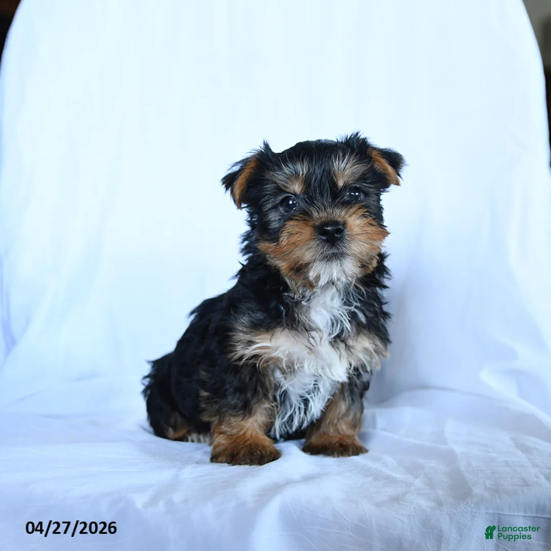 Yorkshire Terrier dogs for sale: Jake - Ad 3