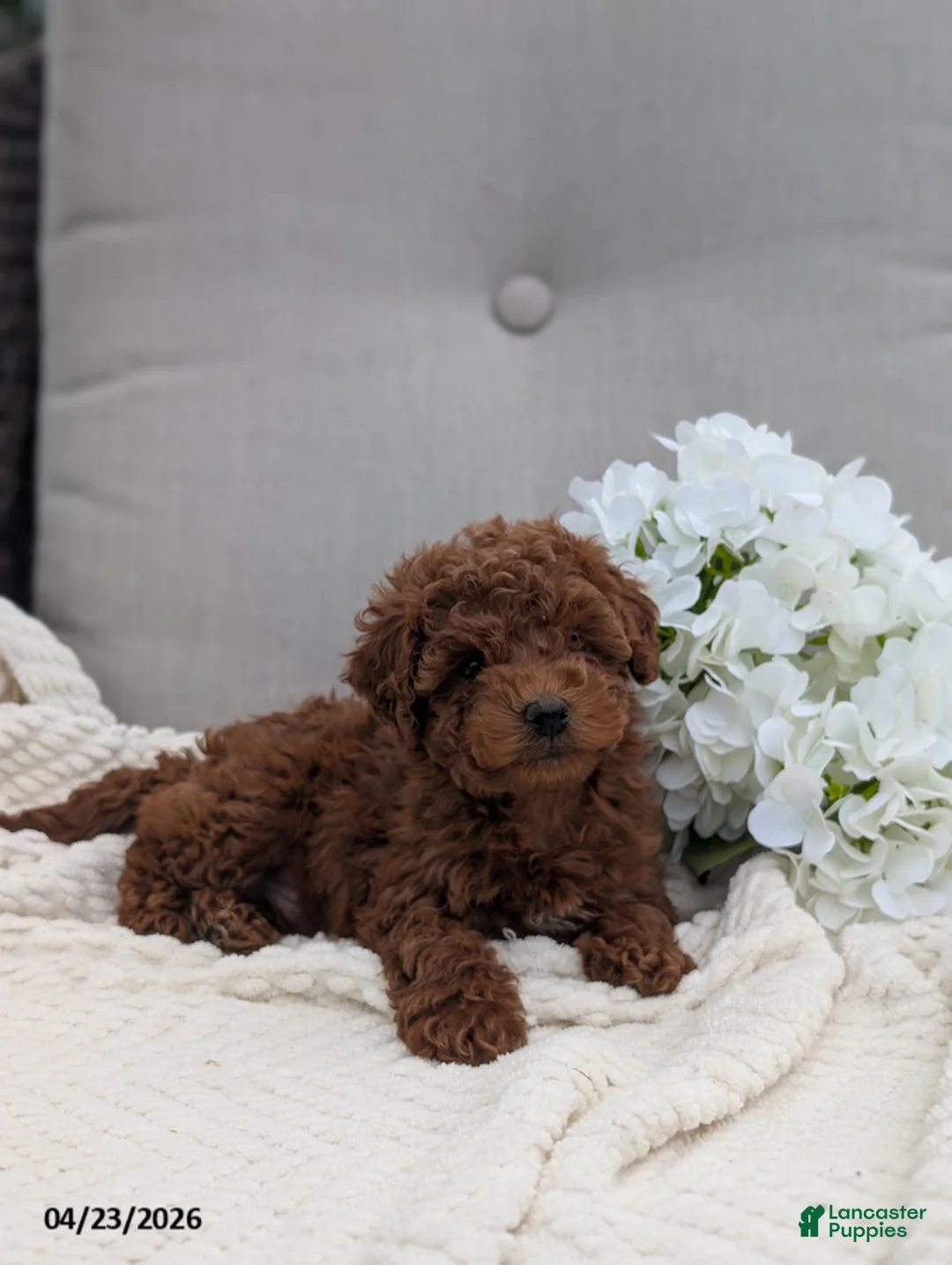 Whoodle dogs for sale: Winston - Ad 4