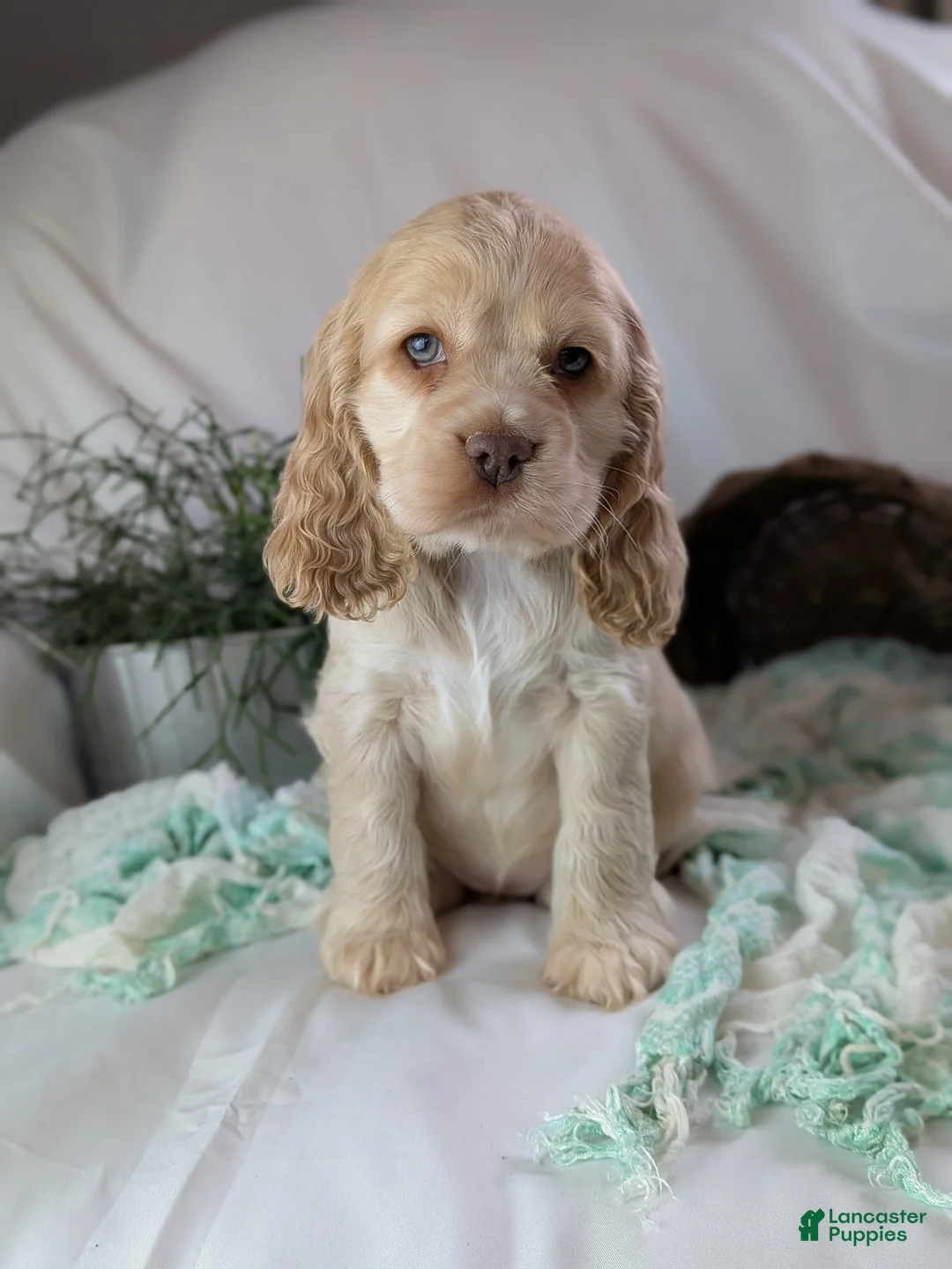 Cocker Spaniel dogs for sale: Zara - Ad 3