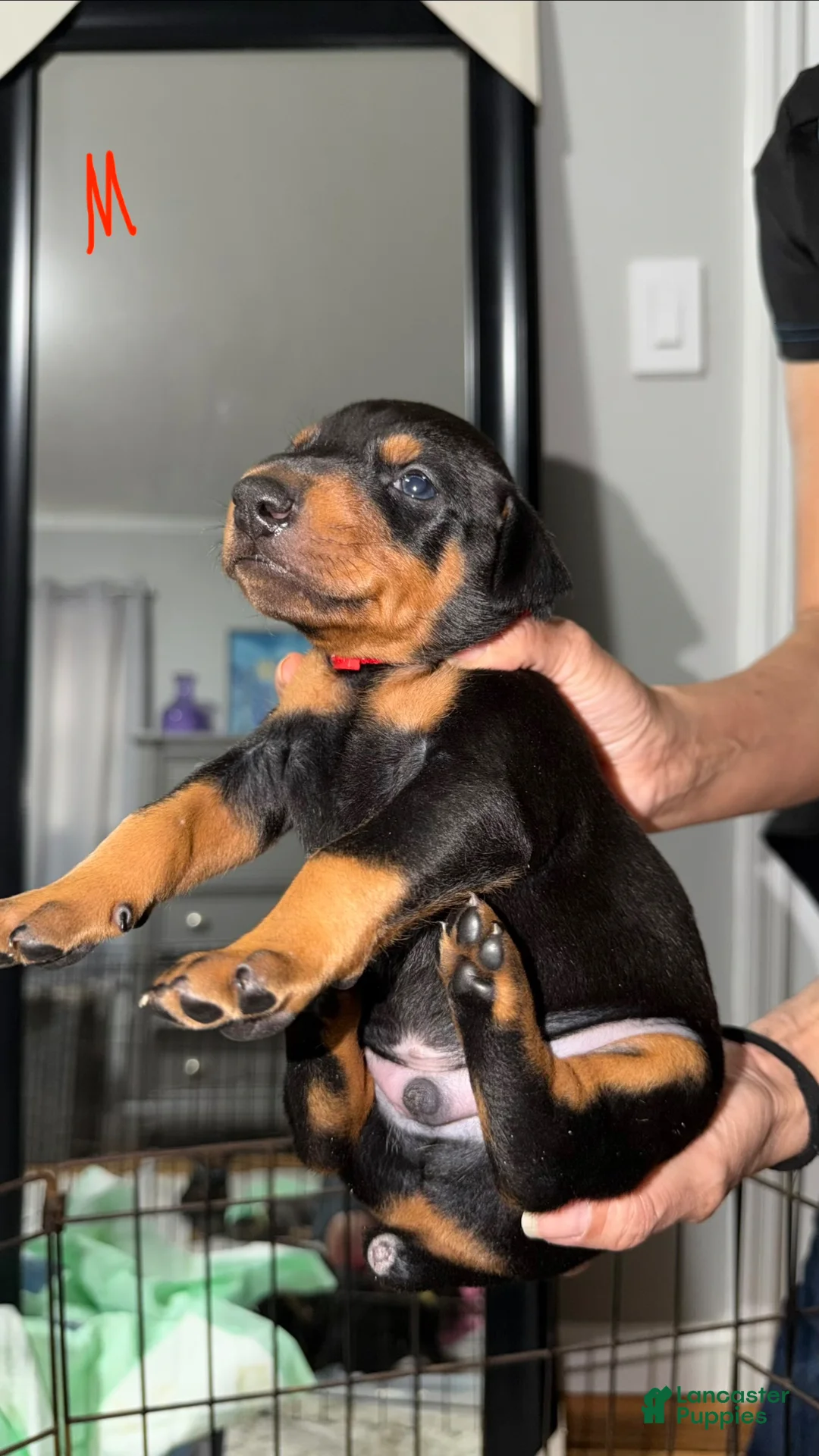 Doberman Pinscher dogs for sale: Doberman Pinscher Puppy 4 - Ad 1
