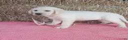 Labrador Retriever dogs for sale: Bailey  - Ad 2