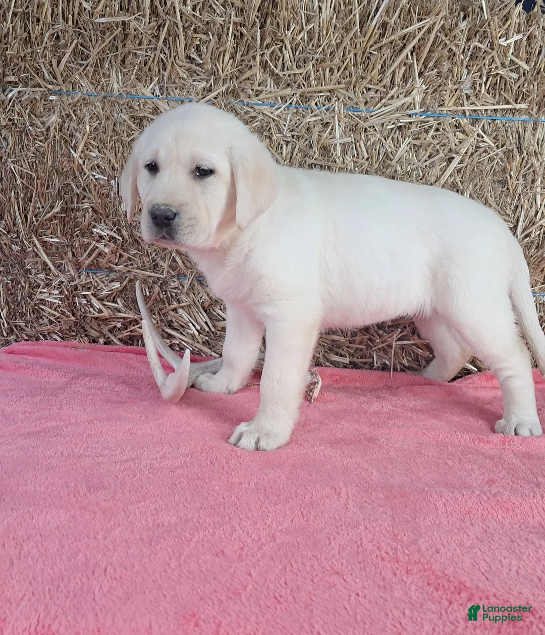 Labrador Retriever dogs for sale: Bailey  - Ad 2
