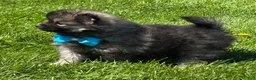Pomeranian dogs for sale: Mystery - Ad 4