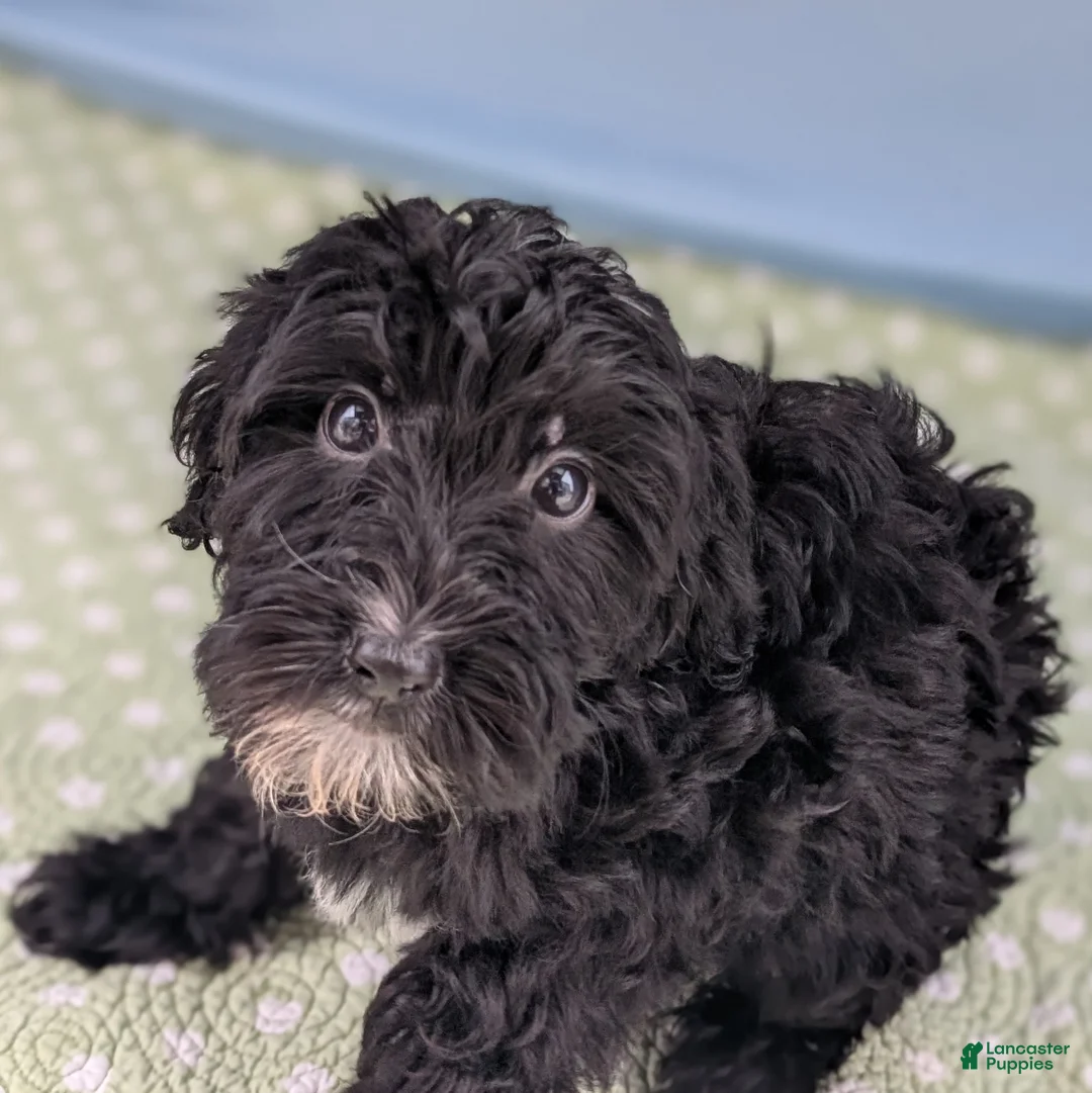 Mixed Breed dogs for sale: Flores (Flower) - Ad 7