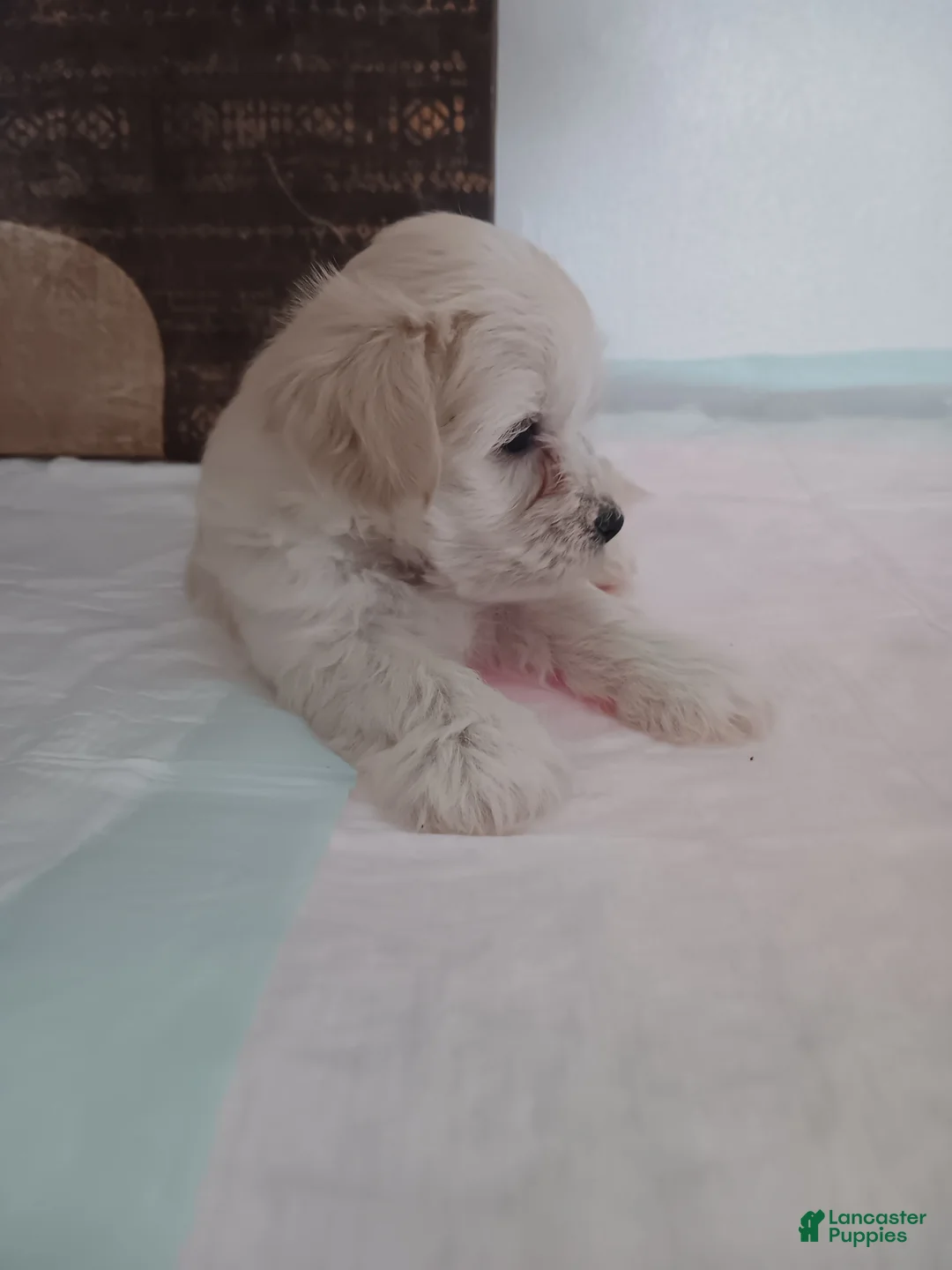 Maltese dogs for sale: Maltese 2 - Ad 2