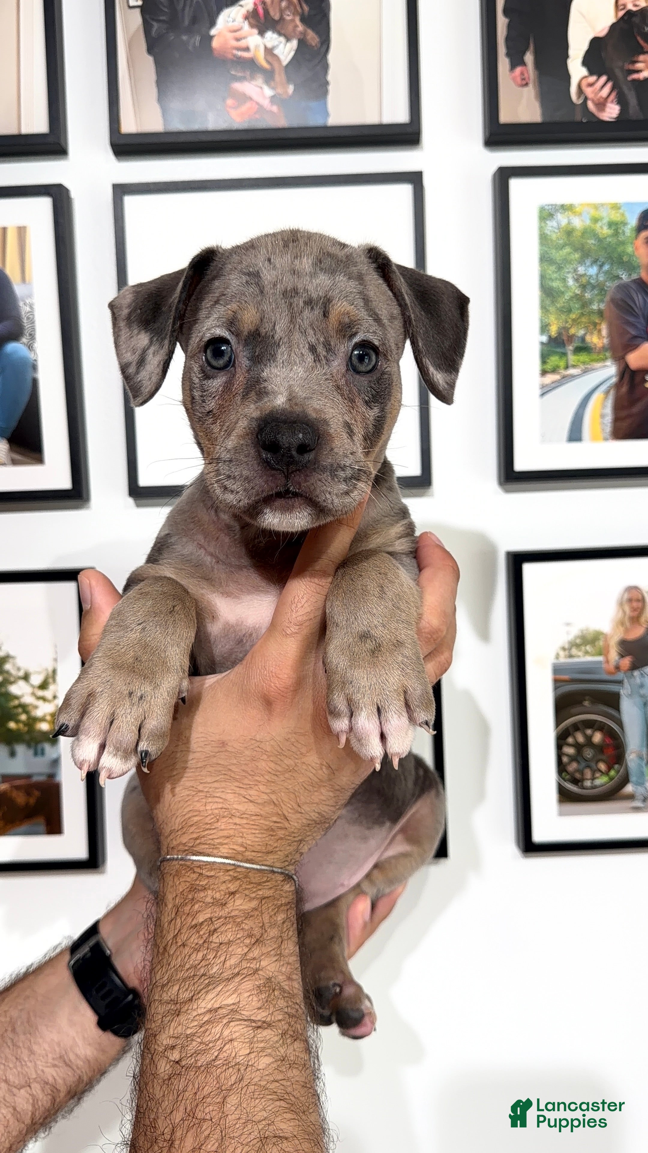 American Bully dogs American Bully 2 - Ad 2
