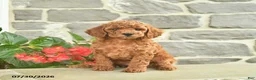 Miniature Poodle dogs for sale: Honey   - Ad 3