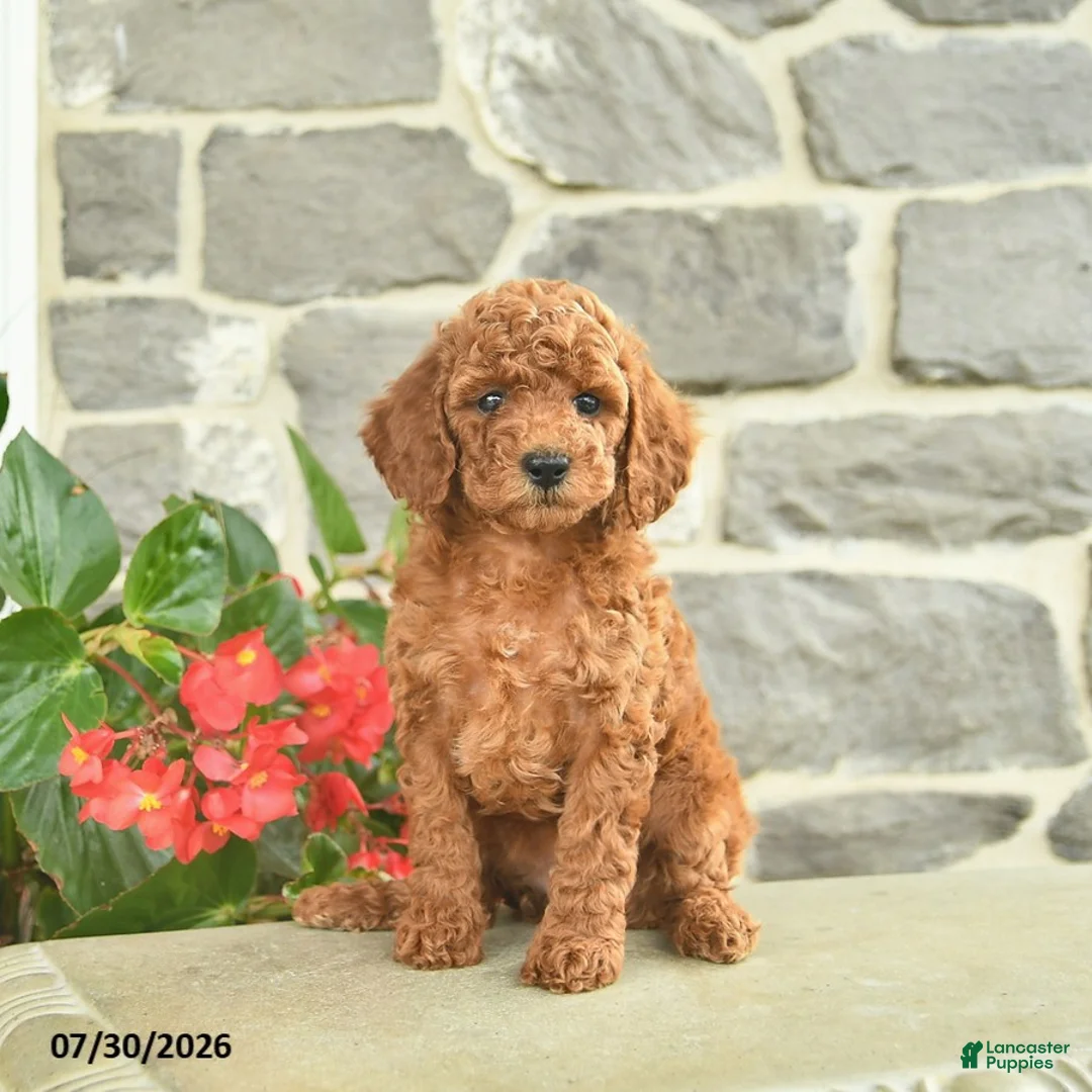 Miniature Poodle dogs for sale: Honey   - Ad 3