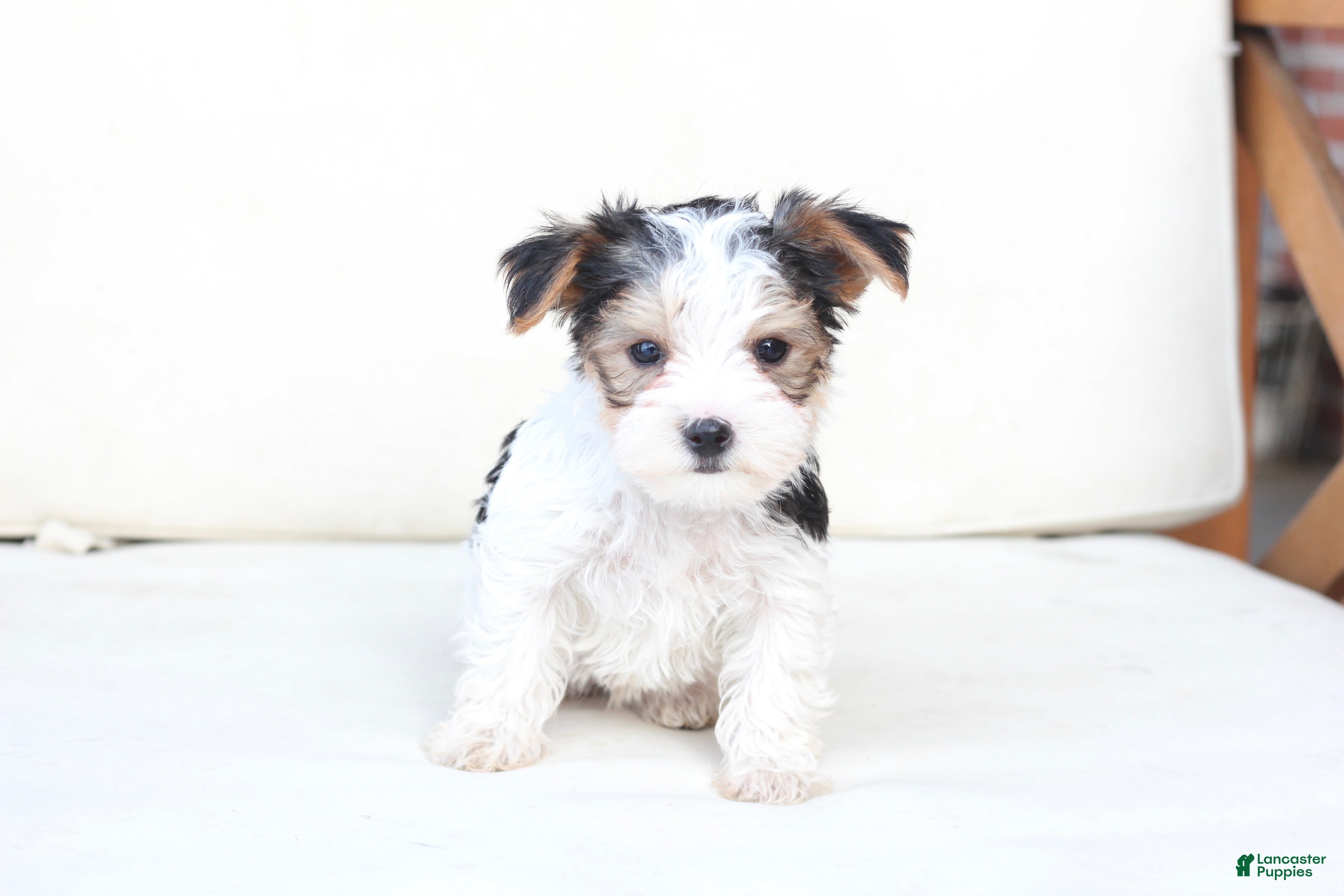 Yorkshire Terrier dogs Remi - Ad 23