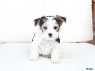 Yorkshire Terrier dogs Remi - Ad 23