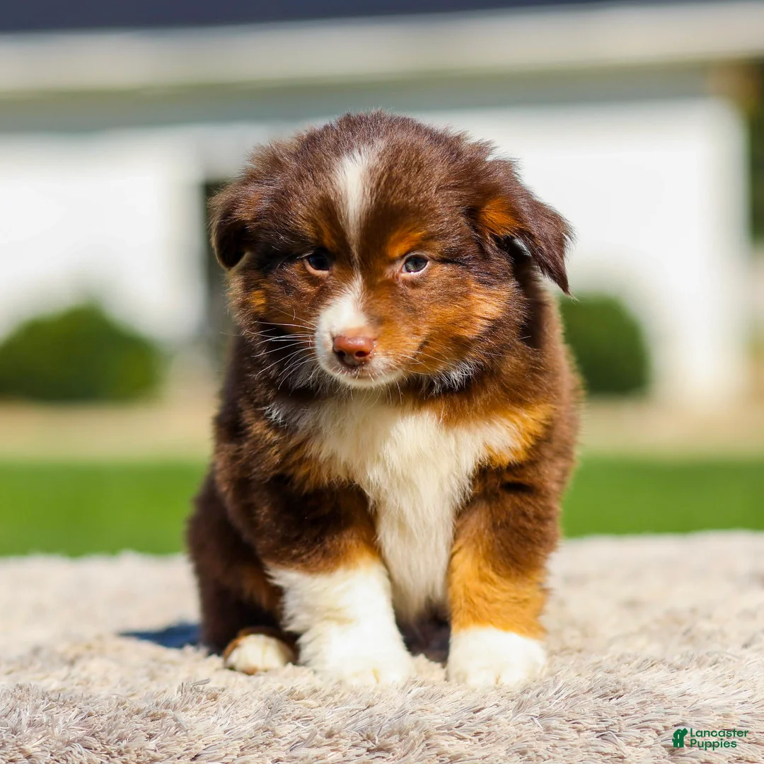 Miniature Australian Shepherd dogs for sale: Howi - Ad 2