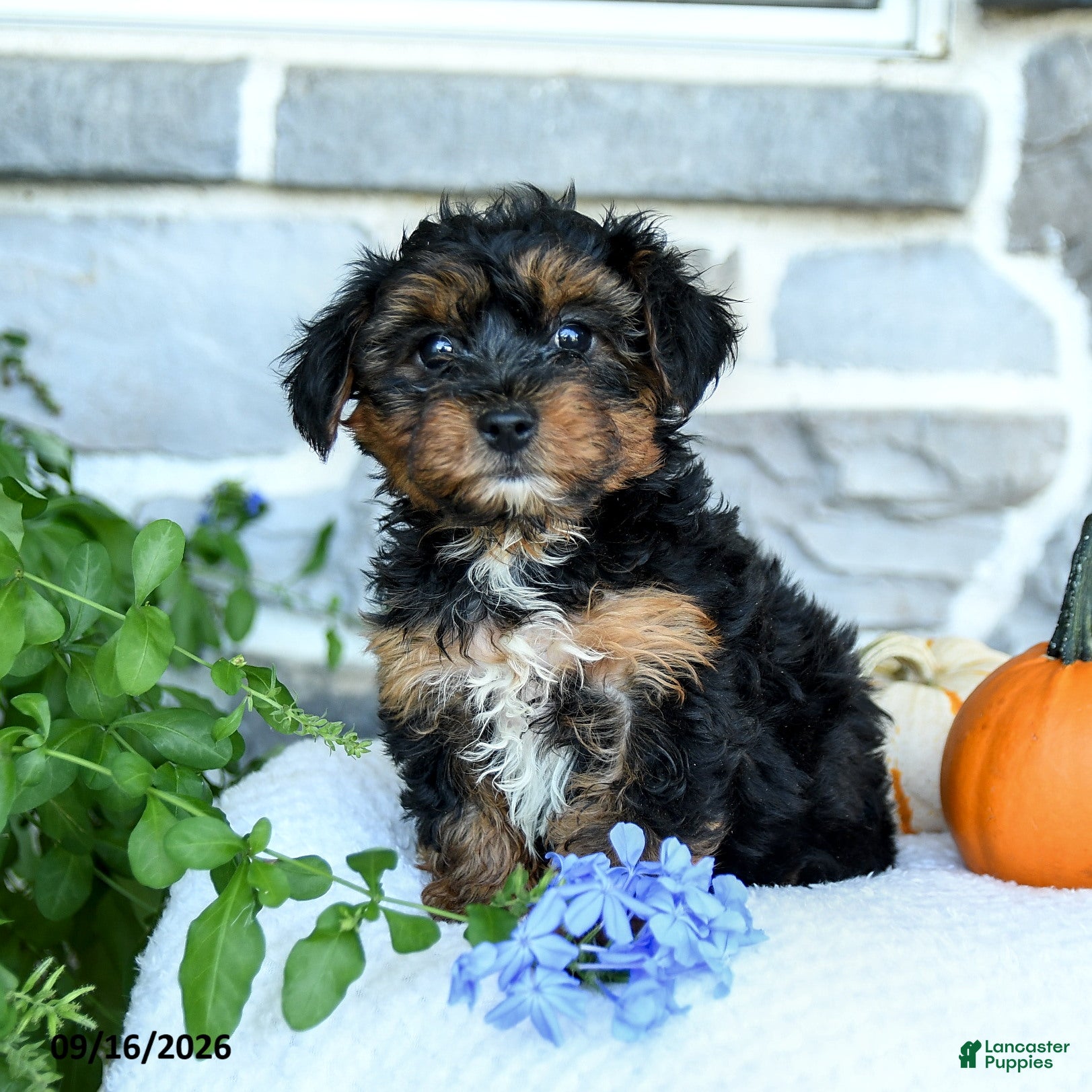 Yochon dogs Elijah - Ad 2