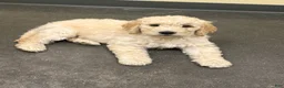 Goldendoodle dogs for sale: Goldendoodle Sky Blue Puppy  - Ad 1
