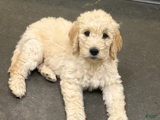 Goldendoodle dogs for sale: Goldendoodle Sky Blue Puppy - Ad 1