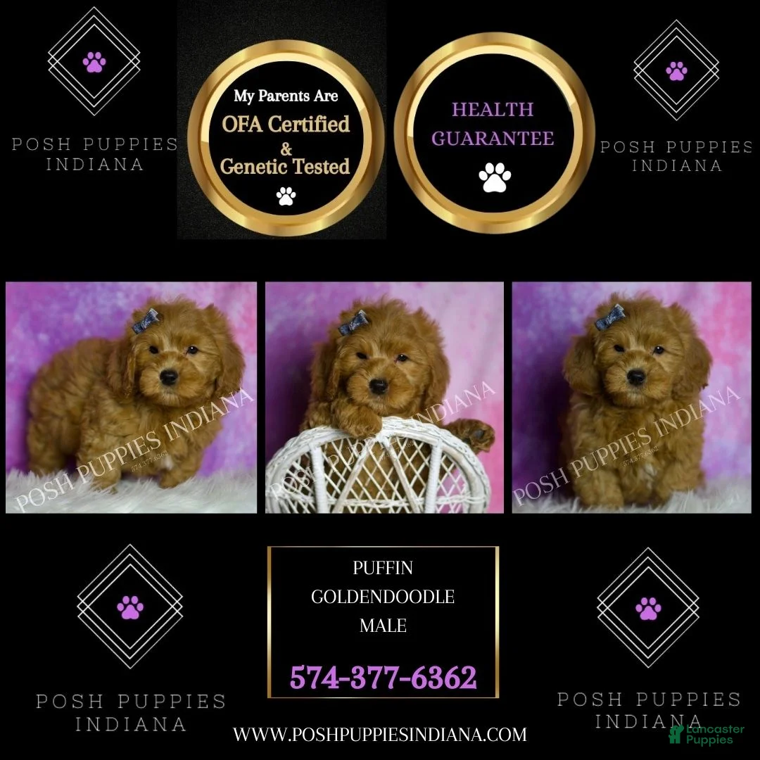 Mini Goldendoodle dogs for sale: Puffin - Ad 2
