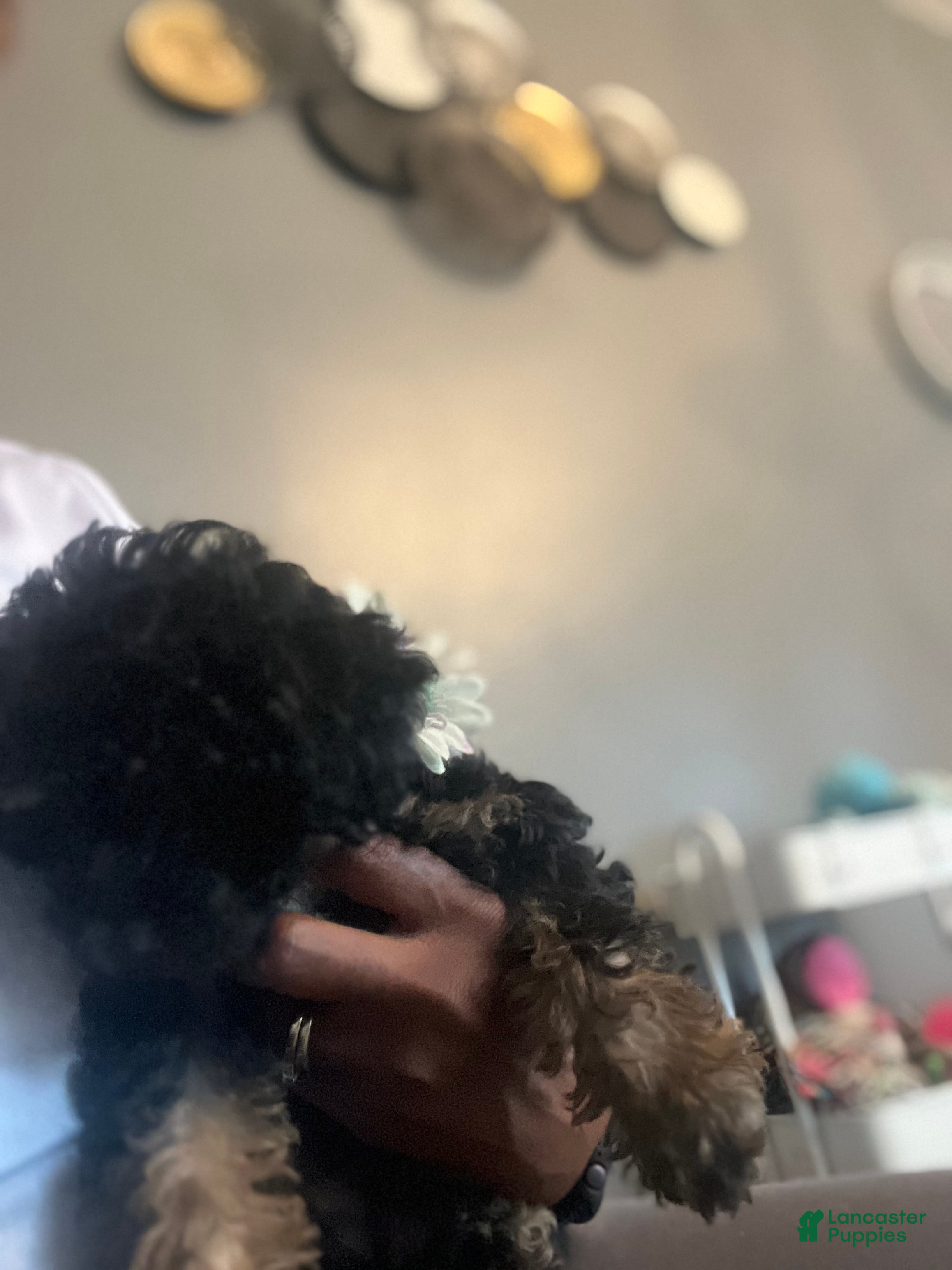 Yorkiepoo dogs Yorkiepoo Puppy 4 - Ad 14