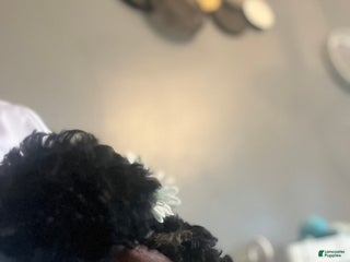 Yorkiepoo dogs Yorkiepoo Puppy 4 - Ad 2