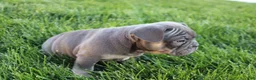 French Bulldog dogs for sale: Lana - Ad 2