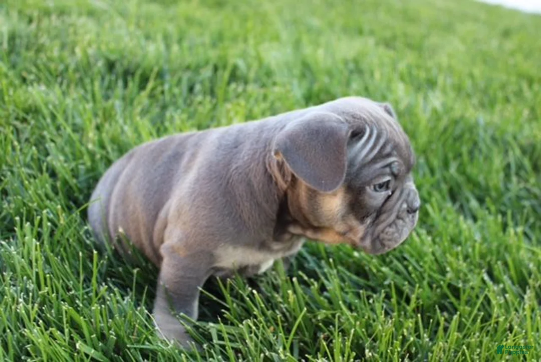 French Bulldog dogs for sale: Lana - Ad 2