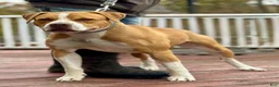 American Bulldog dogs for sale: Male 2 - Ad 4