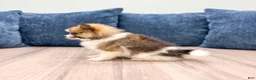 Pomeranian dogs for sale: Charlie - Ad 5
