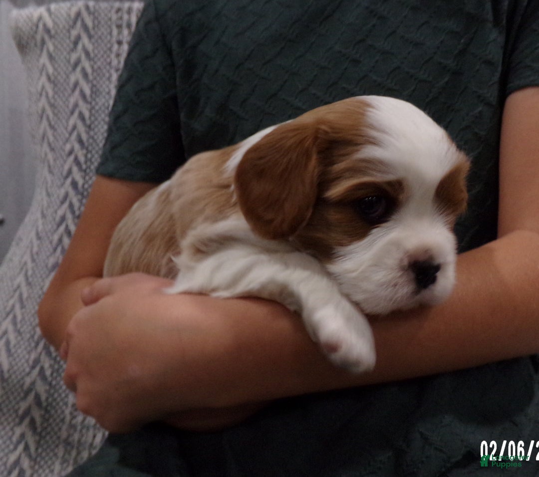 Cavalier King Charles Spaniel dogs for sale: Cavalier King Charles Spaniel Puppy 2 - Ad 9