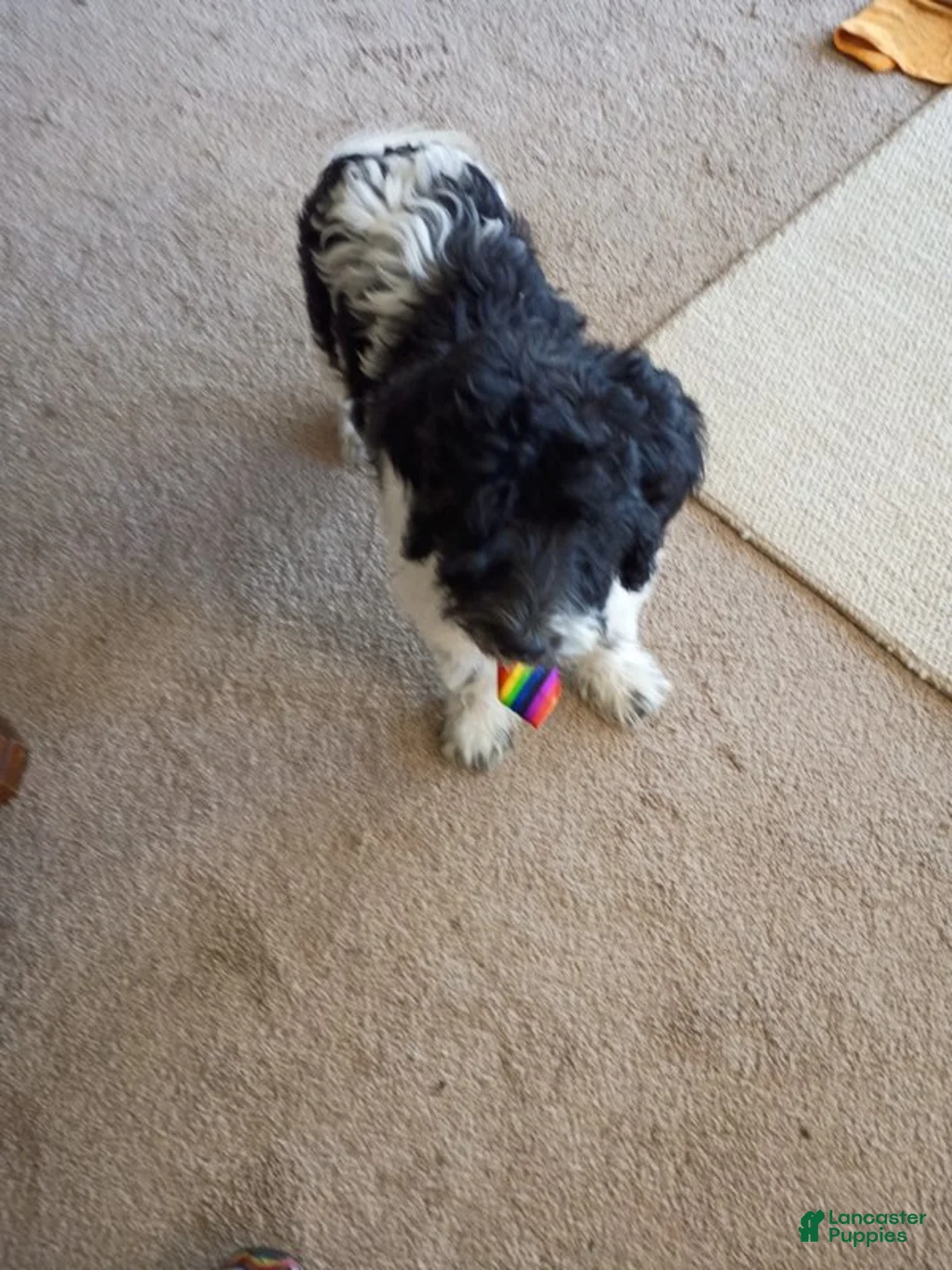 Labradoodle dogs for sale: Diesel - Ad 2