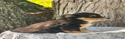Miniature Australian Shepherd dogs for sale: Rocky - Ad 8