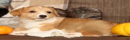 Welsh Corgi Pembroke dogs for sale: Tracy - Ad 7