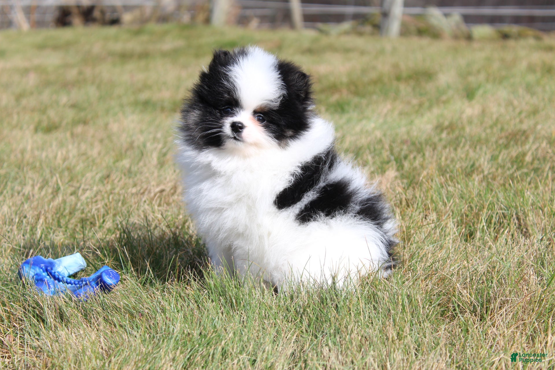 Pomeranian dogs Dax - Ad 2