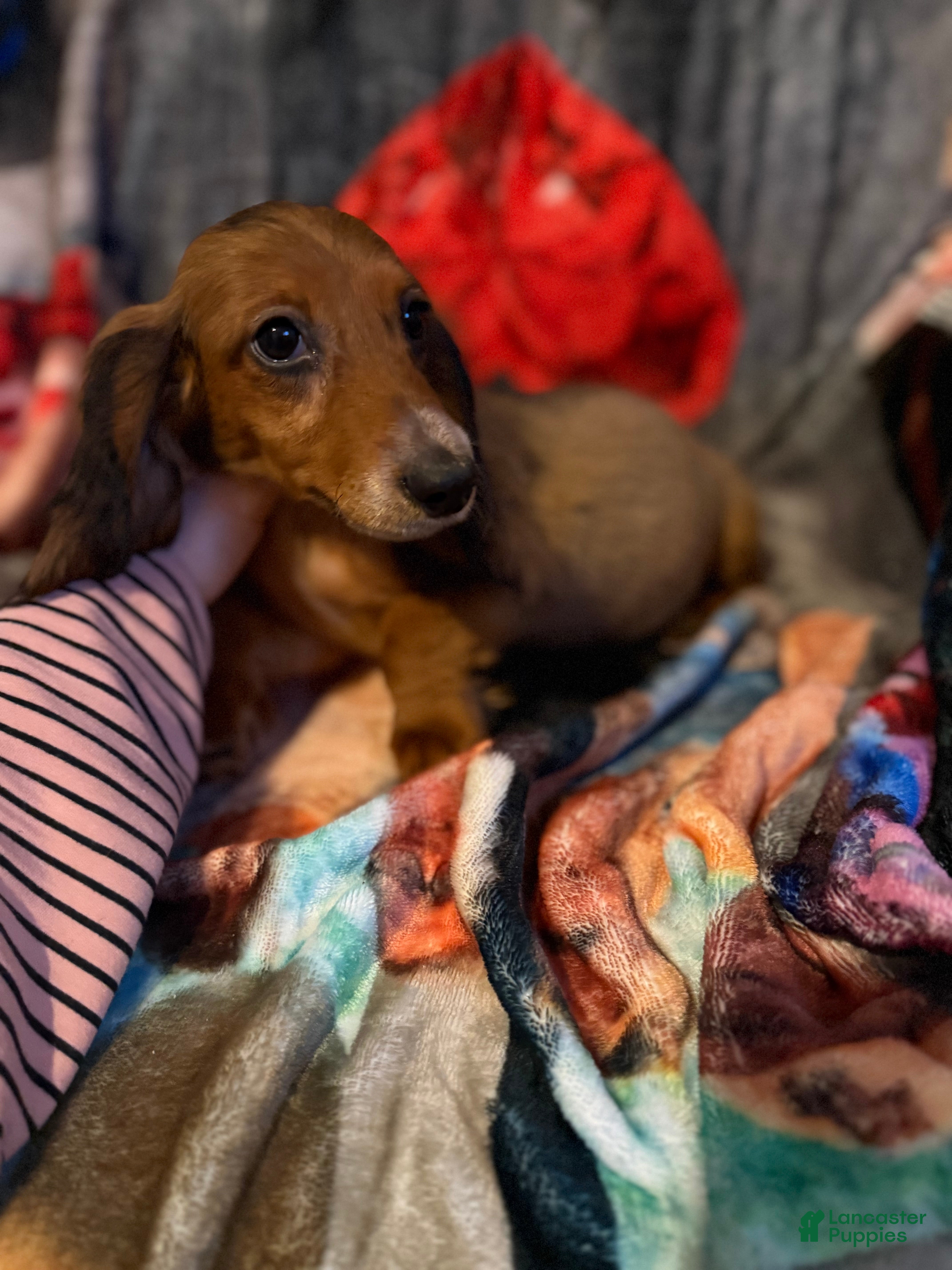 Miniature Dachshund dogs Miniature Dachshund 1 - Ad 5
