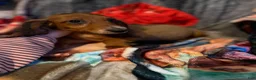 Miniature Dachshund dogs for sale: Miniature Dachshund 1 - Ad 1