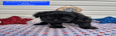 Miniature Schnauzer 1