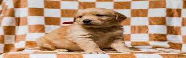 Delphin AKC Golden Retriever Pup