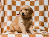 Delphin AKC Golden Retriever Pup