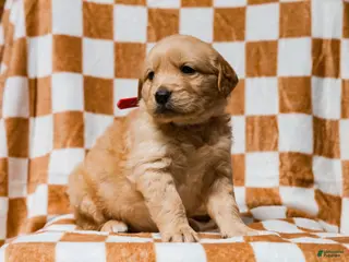 Golden Retriever dogs Delphin AKC Golden Retriever Pup - Ad 16