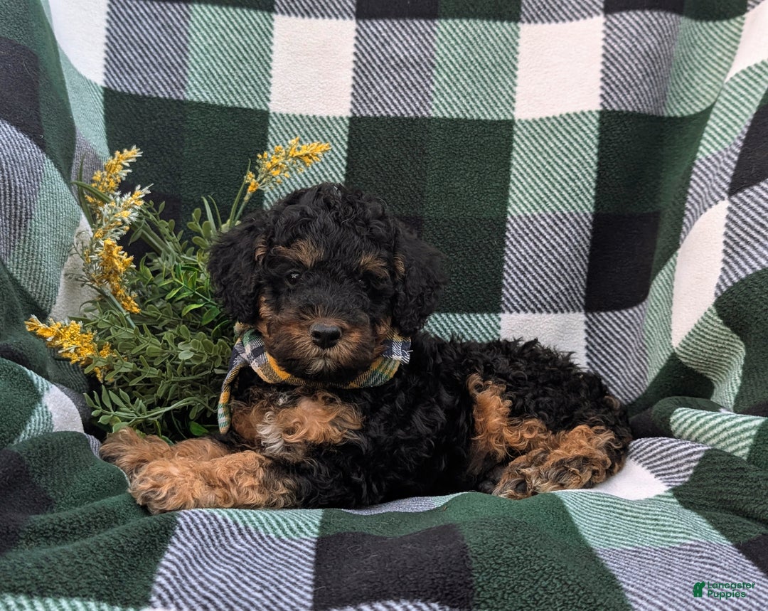 Cockapoo dogs for sale: Moore Hypoallergenic - Ad 28
