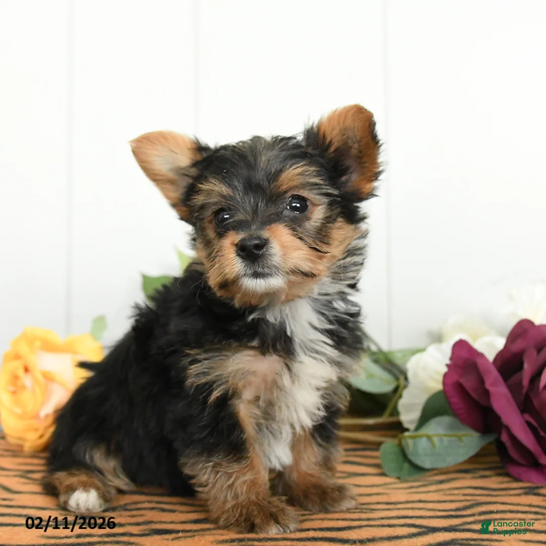 Yorkshire Terrier dogs for sale: Otis - Ad 2