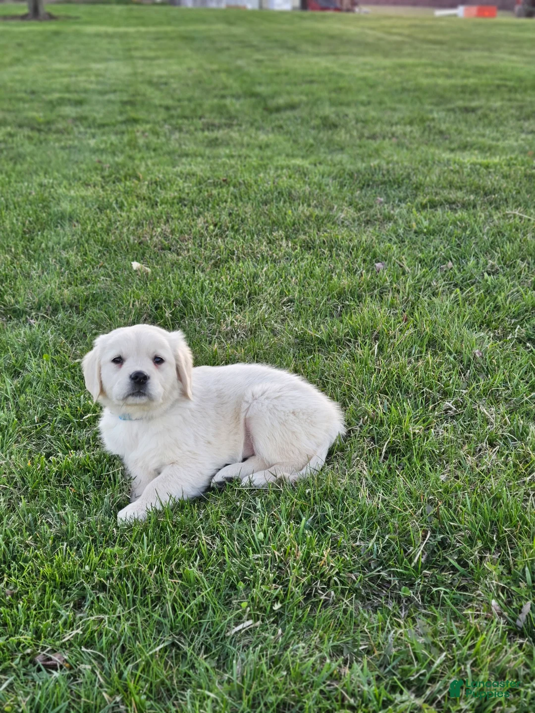 Golden Retriever dogs for sale: Brooke - Ad 2