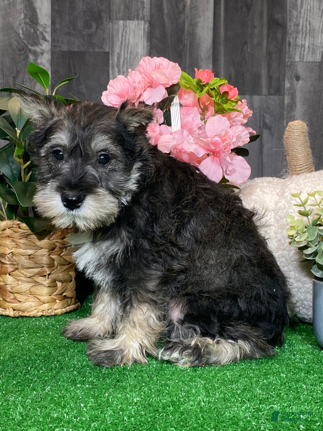 Miniature Schnauzer dogs for sale: Kiki - Ad 3