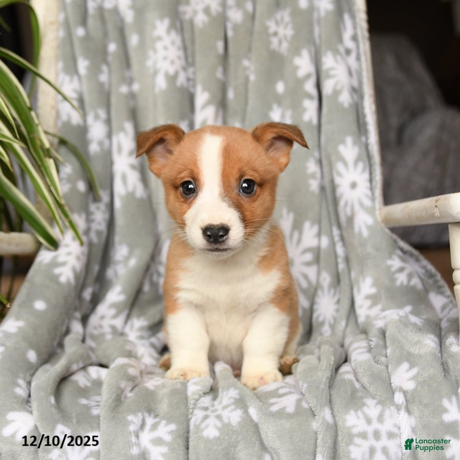 Welsh Corgi Pembroke dogs Carla - Ad 1